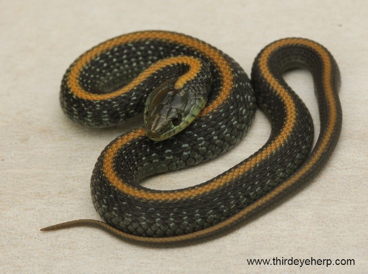 Santa Cruz Garter Snake